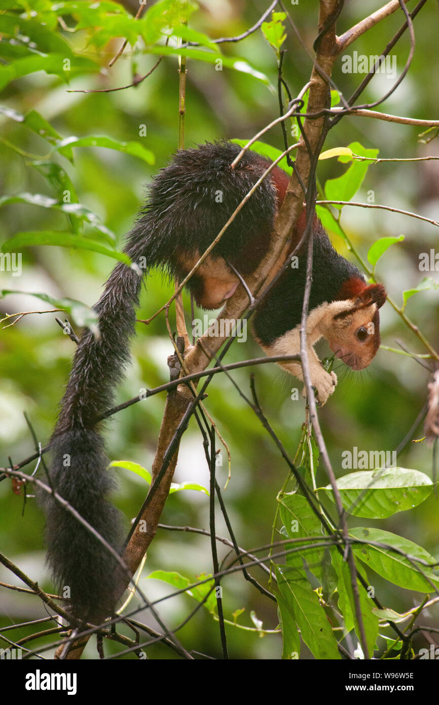 Malabar Riese Eichhörnchen auch als Die indische Riese Eichhörnchen, Ratufa Indica, in semi-immergrünen Wald, Western Ghats, Kerala, Indien Stockfoto