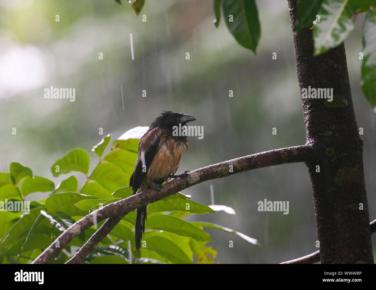 Rufous treepie, Dendrocitta vagabunda, schützende unter Blätter in der Südwestmonsun, Salim Ali Bird Sanctuary, Western Ghats, Kerala, Indien Stockfoto