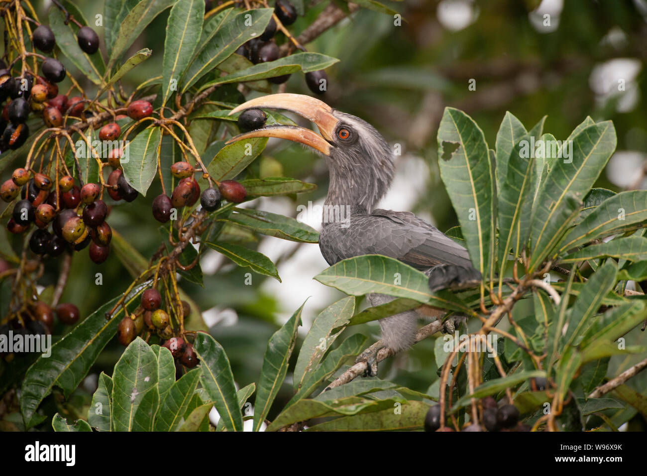 Erwachsenen männlichen Malabar Grau Hornbill, Ocyceros griseus, Fütterung mit Obst, Thattekad Vogelschutzgebiet, endemisch auf der Western Ghats, Kerala, Indien Stockfoto