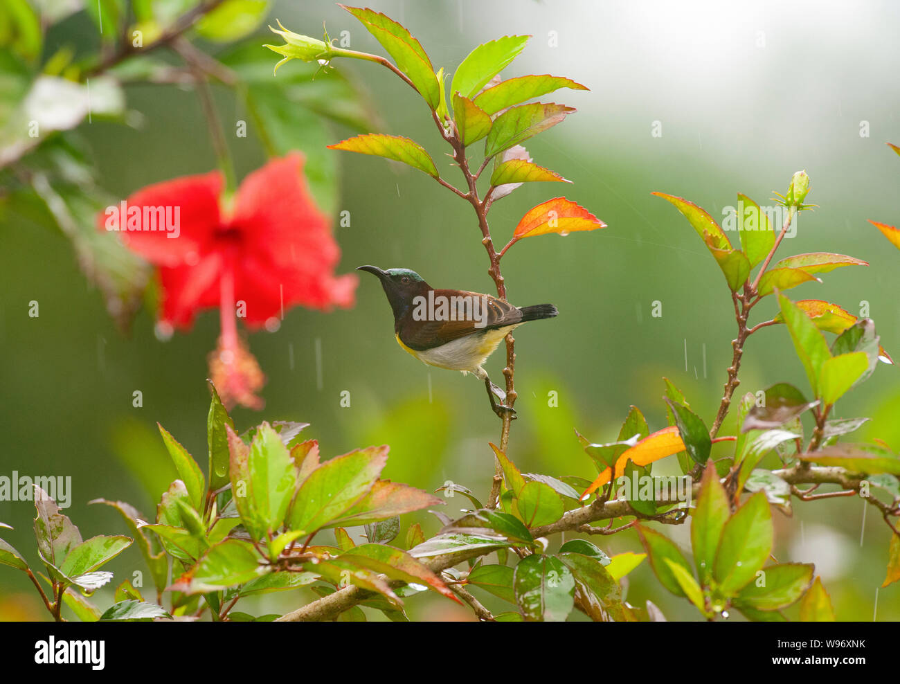 Männliche lila-rumped Sunbird, Nectarinia zeylonica, Western Ghats, Kerala, Indien Stockfoto