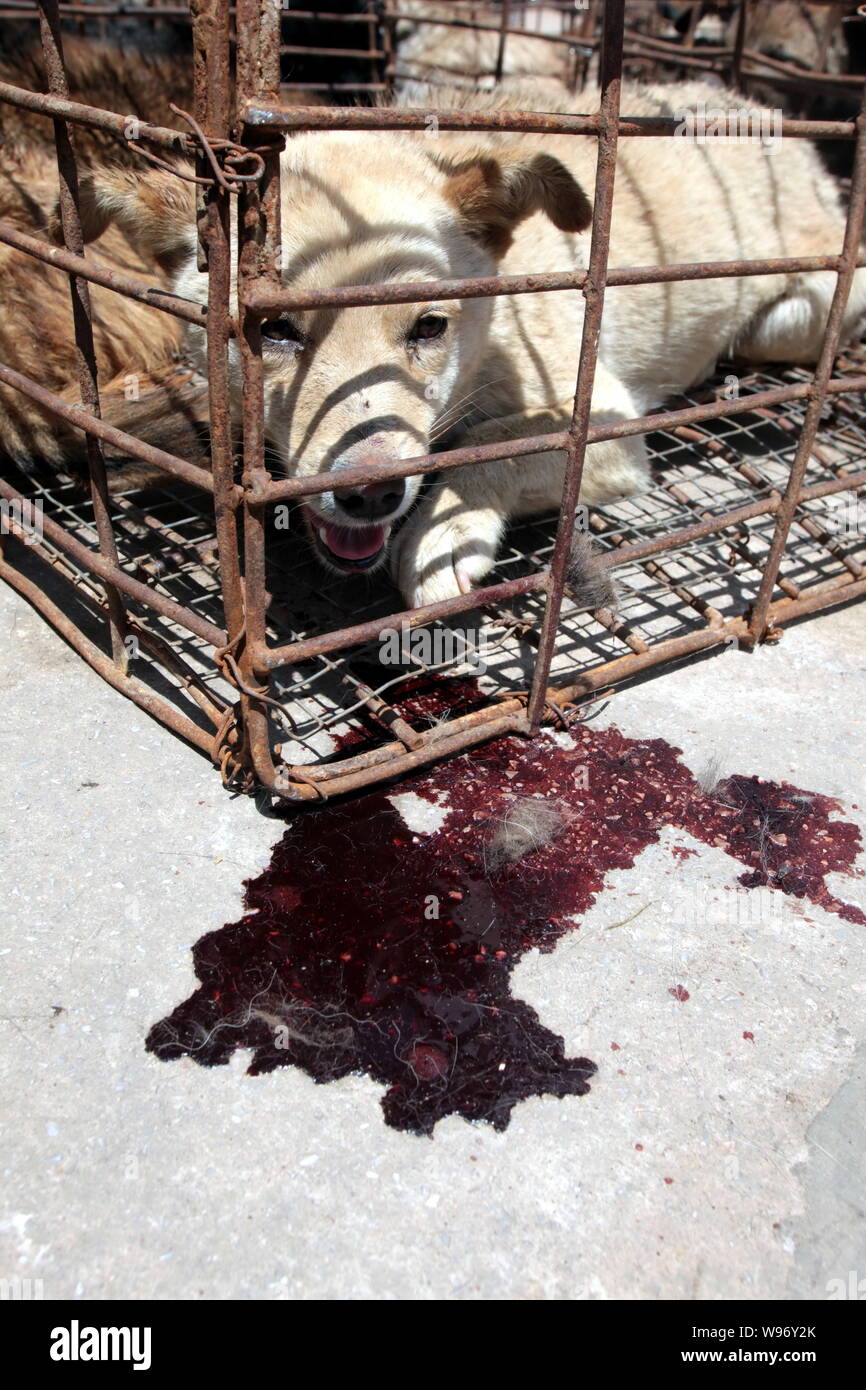 Ein Pool von Blut ist in der Nähe ein eingesperrter Hund in Kunming, Provinz Yunnan im Südwesten Chinas, 20. April 2012. Folgende Erhöhung der öffentlichen Beschwerden über die Stockfoto