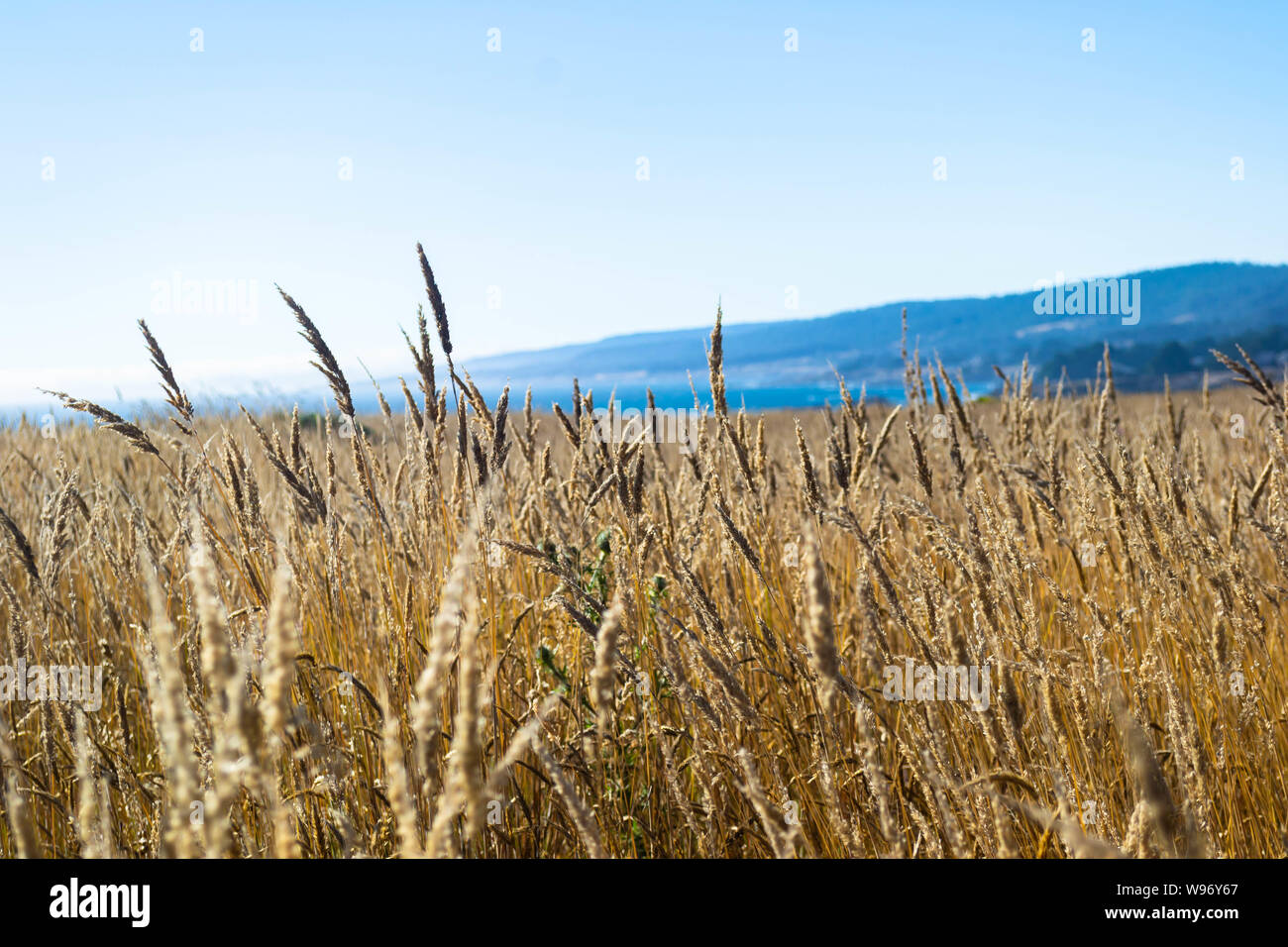 Ein gelbes Feld der Gräser gibt Weg für sanfte Hügel und die Küste in Nordkalifornien Stockfoto