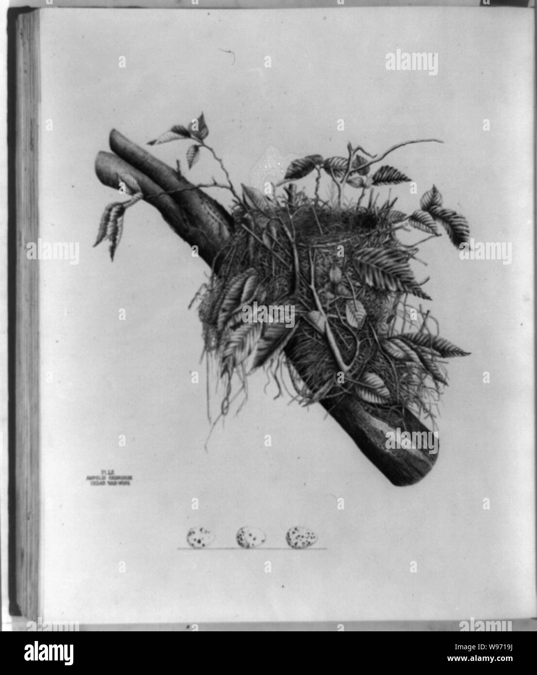 Ampelis Cedrorum, zeder Wachs-wing Stockfoto