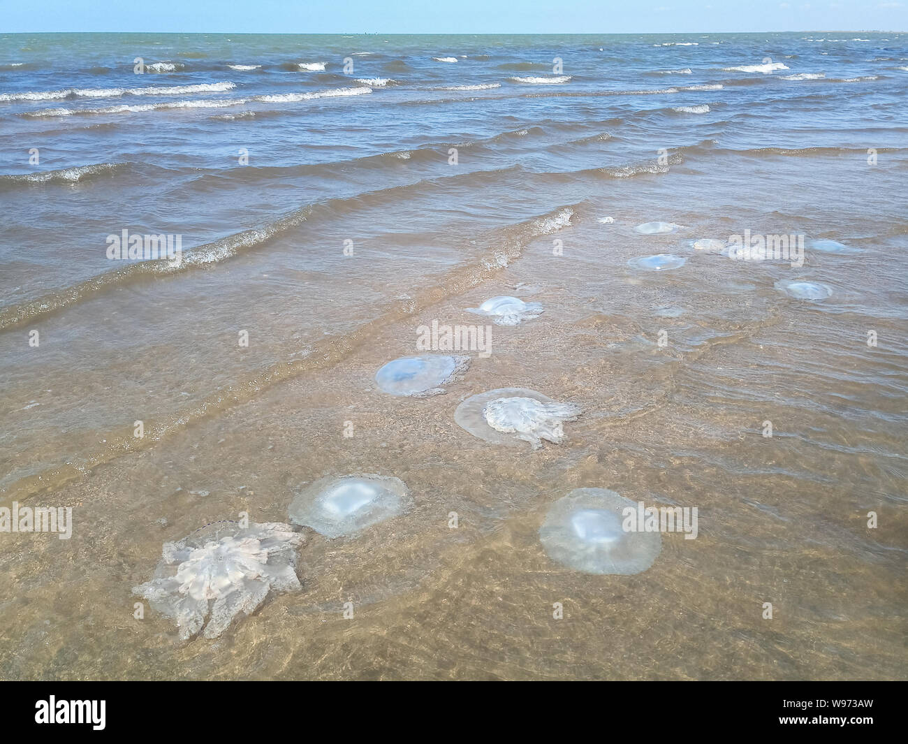 Tote Quallen in den flachen Gewässern des Meeres. Quallen Rhizostomeae Stockfoto