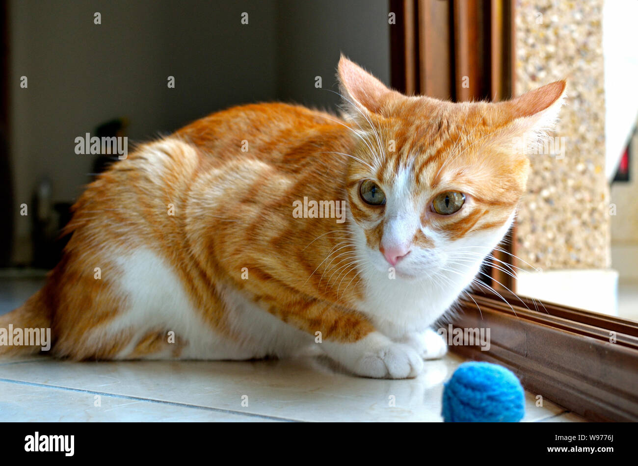 Cat spielt mit einer kleinen Kugel. Stockfoto