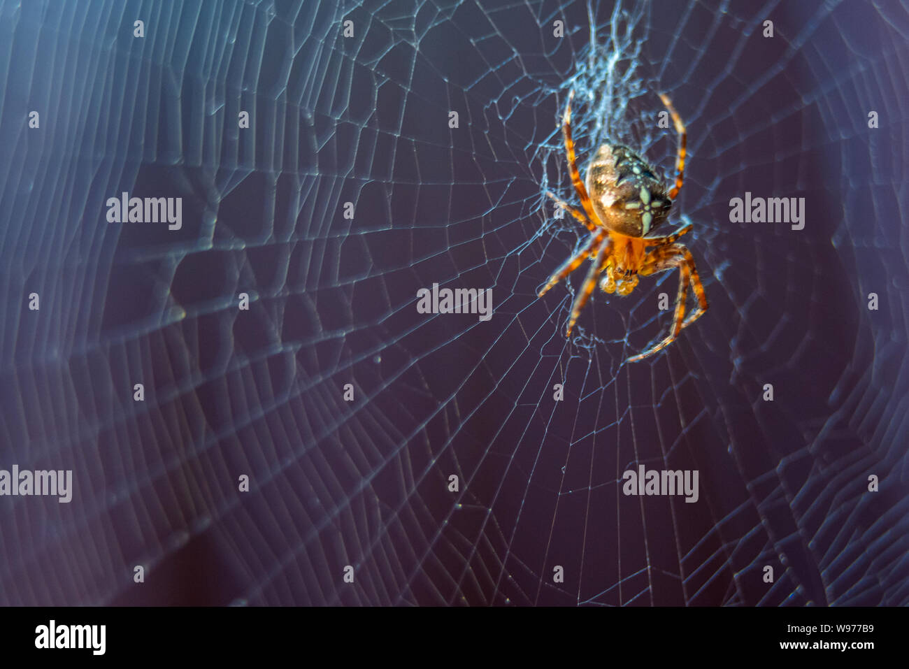 Die Spinne Arten Araneus diadematus ist allgemein die European Garden Spider, Diadem Spinne, Spinne und gekrönt orb Weber genannt. Stockfoto