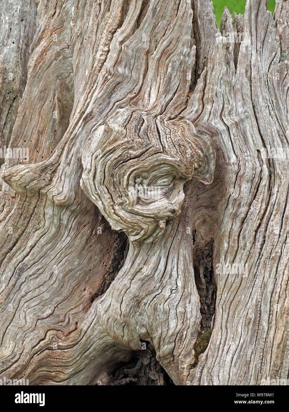 Skulpturalen Charakter der knorrige wizened toten Baumstumpf mit freiliegenden gebrochene Körner, holzwurm und Knoten in Cumbria, England, Großbritannien Stockfoto