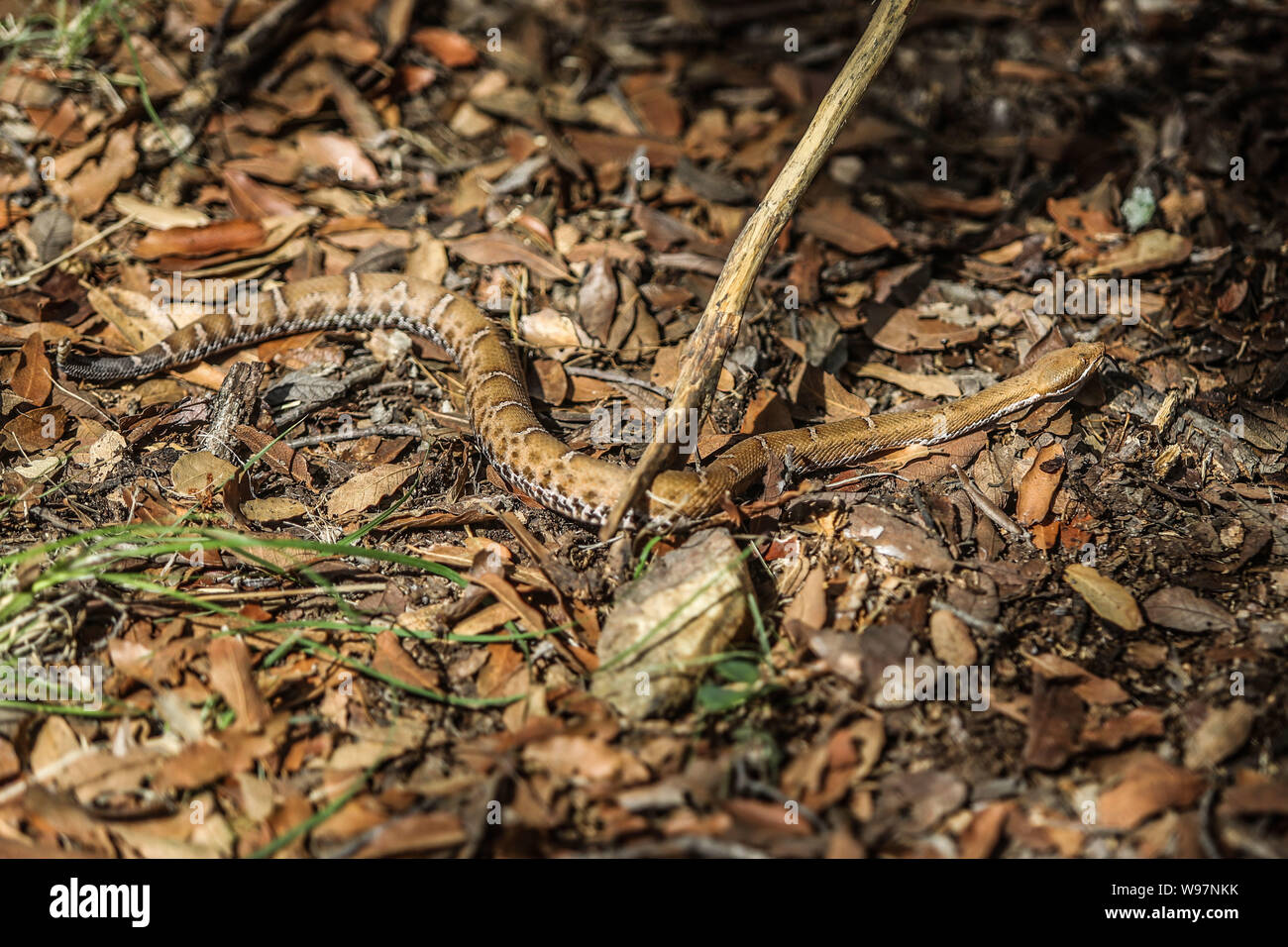 Schlange Jingle Bell. Twingefleckte Klapperschlange Madrean Vielfalt