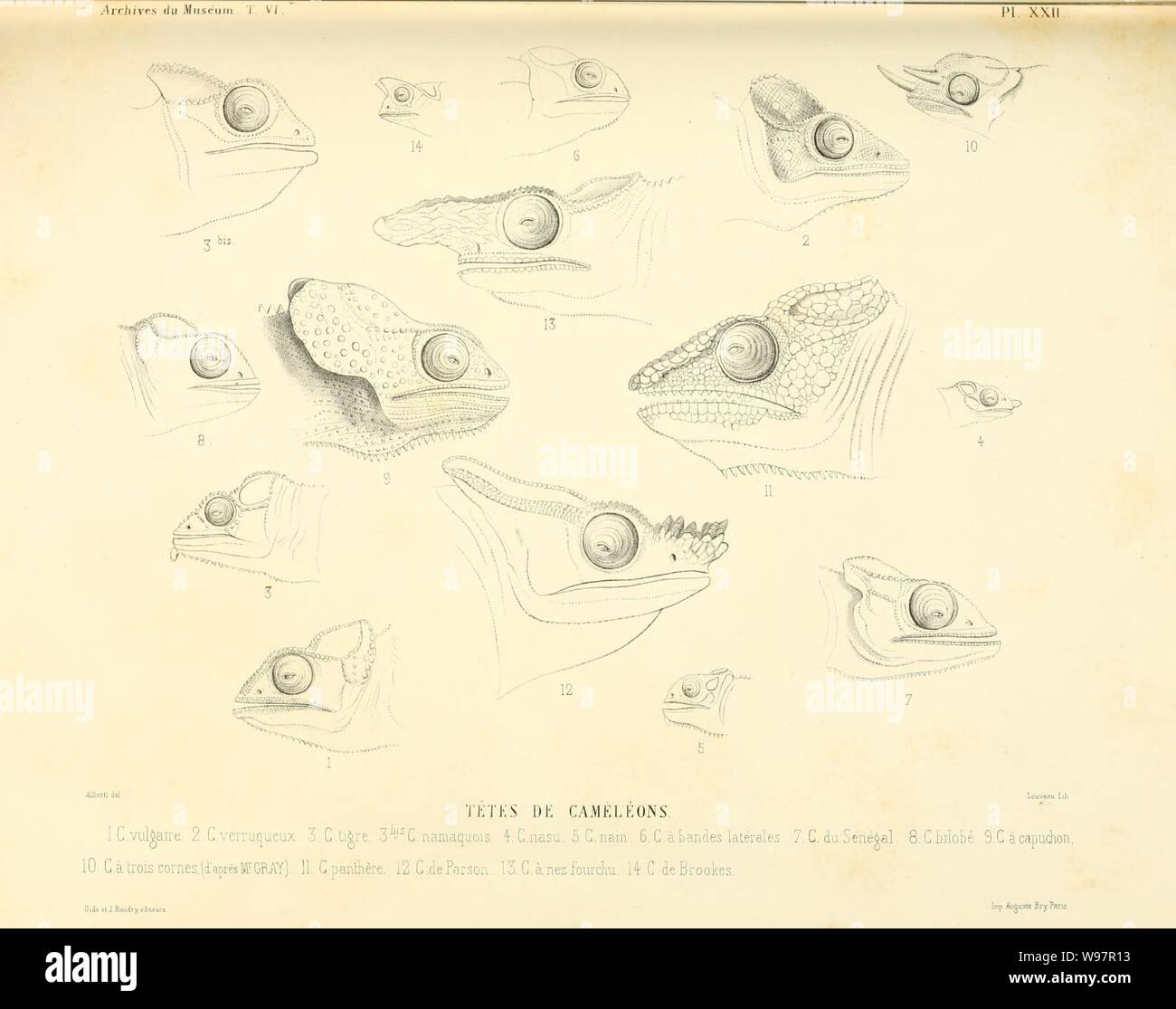 Beschreibung des Reptilien nouveaux ou imparfaitement connus de la collection du Muséum d'Histoire Naturelle et remarques sur la Classification et les caractères de Reptilien (Platte XXII) Stockfoto