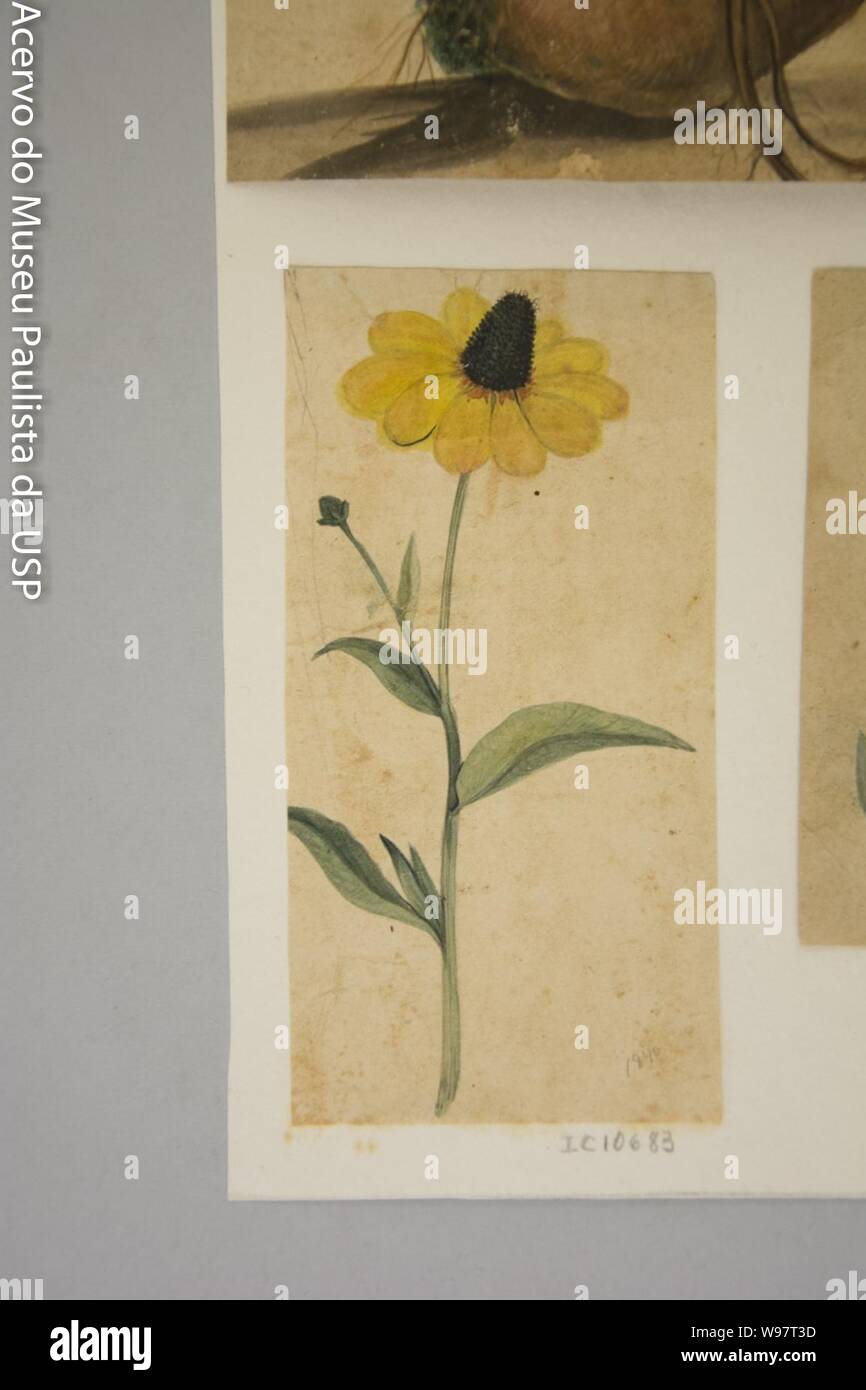 Desenho de Planta-Álbum M A B A D-Prancha N.2 (1), Stockfoto