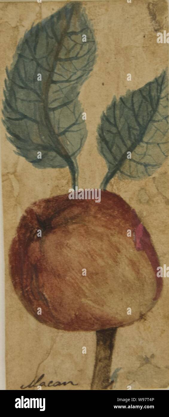 Desenho de Planta-Álbum M A B A D-Prancha N.7 (3), Stockfoto