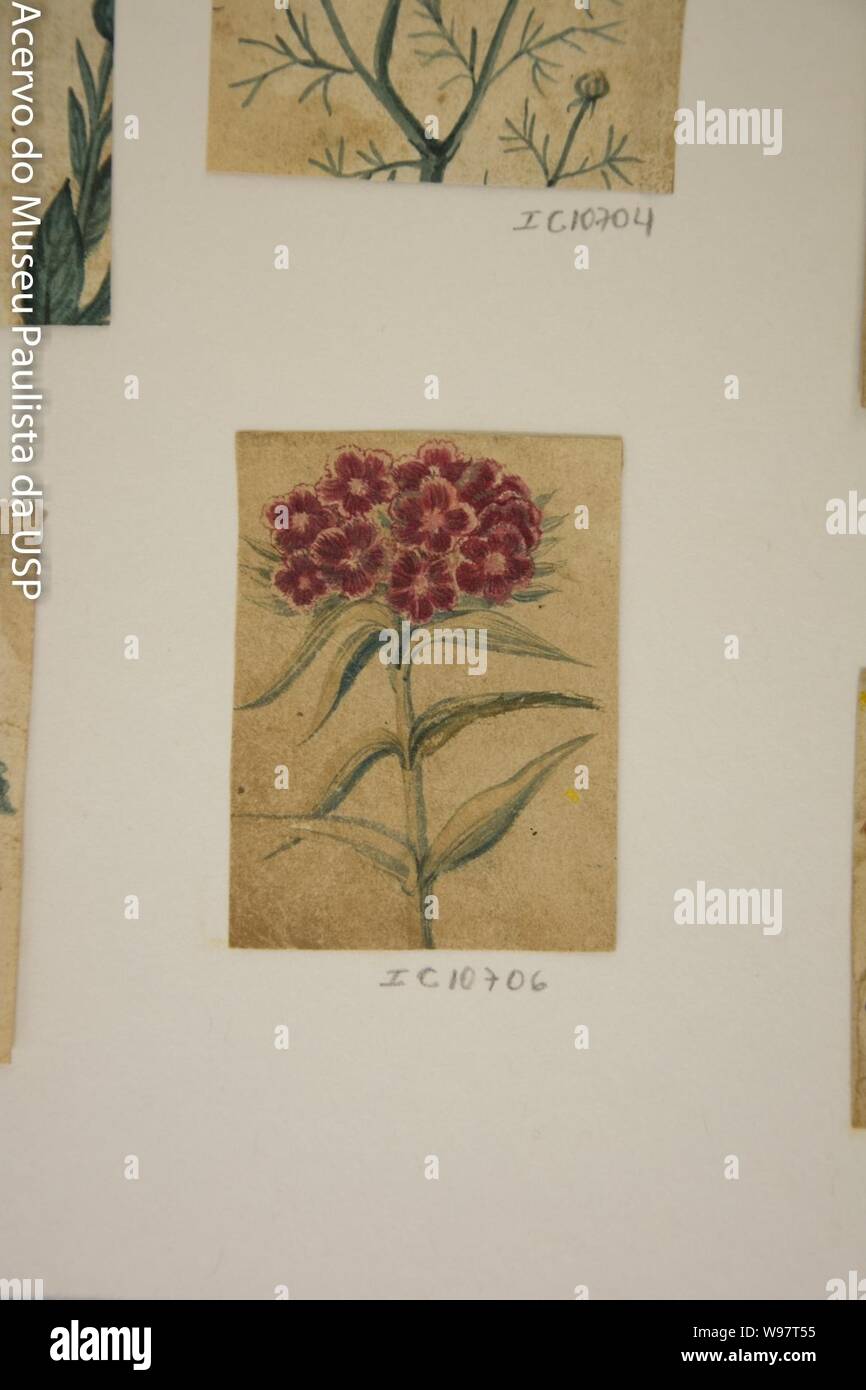 Desenho de Planta-Álbum M A B A D-Prancha N.7 (4), Stockfoto