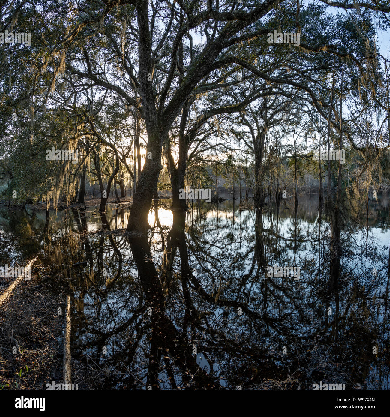 Live Oak Bäume erstreckt sich über Wasser, Indian Lake State Forest, Florida Stockfoto