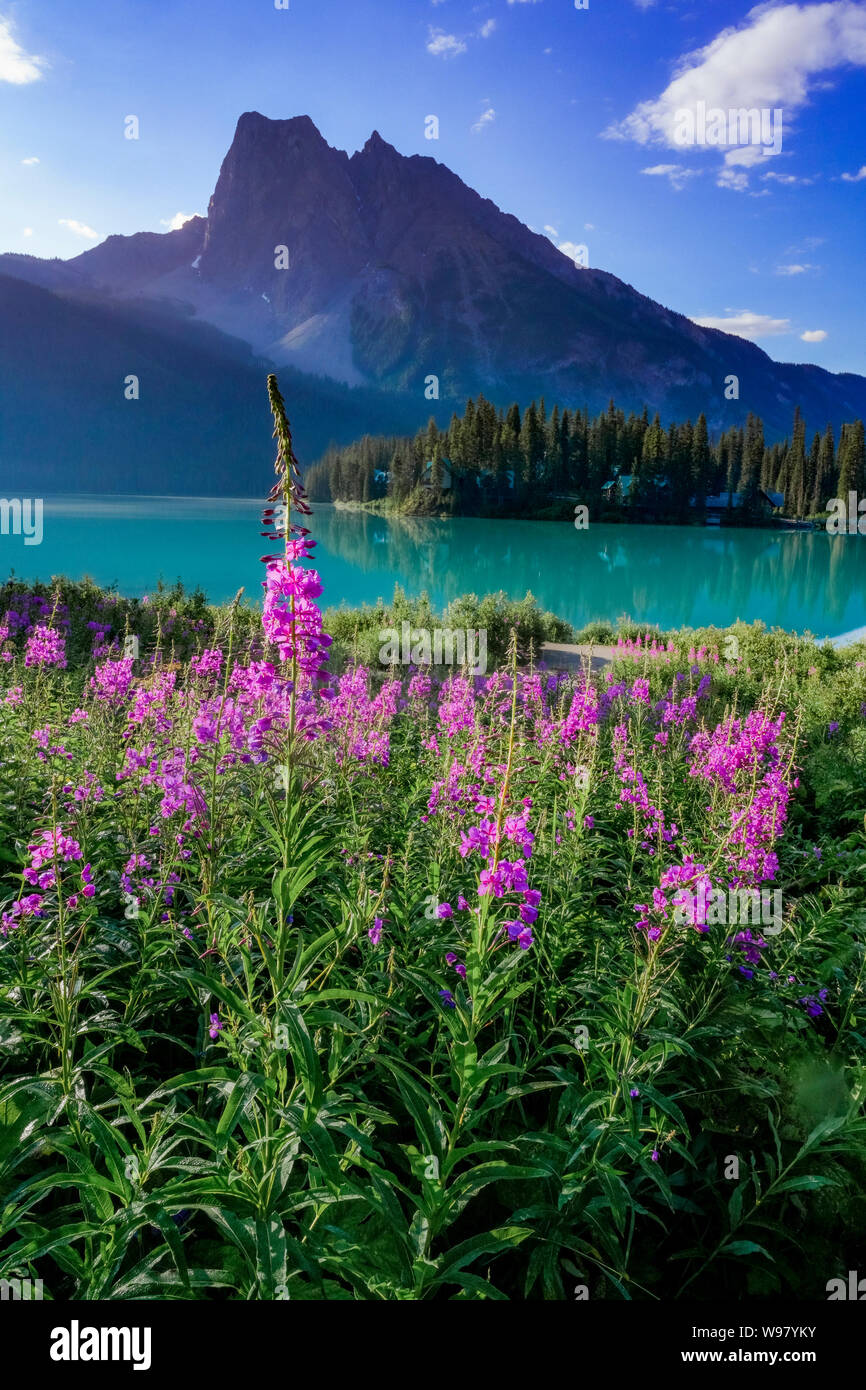 Fireweed, Emerald Lake, Yoho National Park, British Columbia, Kanada Stockfoto