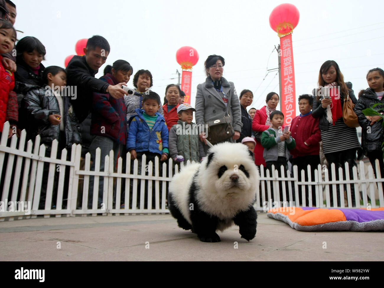 Besucher betrachten einen Chow Chow, der so aussieht wie ein Panda mit speziellen Make-up Während ein Hund Winter Sport Spiele in Chengdu City, im Südwesten von China sich Stockfoto