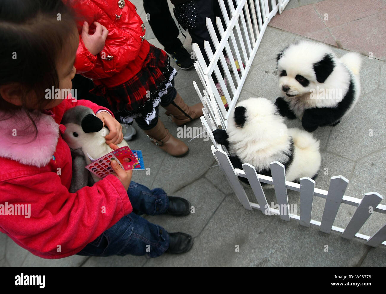 Kinder Blick auf zwei Chow Chows, die pandas mit speziellen Make-up Während ein Hund Winter Sport Spiele in Chengdu City, im Südwesten von China Sichuan Stockfoto