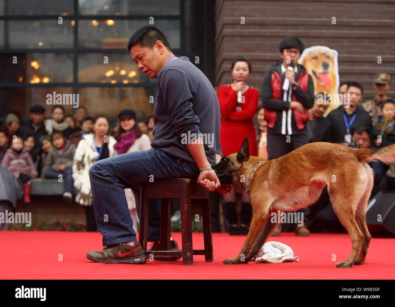 Ein Hund versucht seinen Besitzer durch das Beißen das Seil im Talent Show während ein Hund Winter Sport Spiele in Chengdu City zu lösen, im Südwesten von China sich Stockfoto
