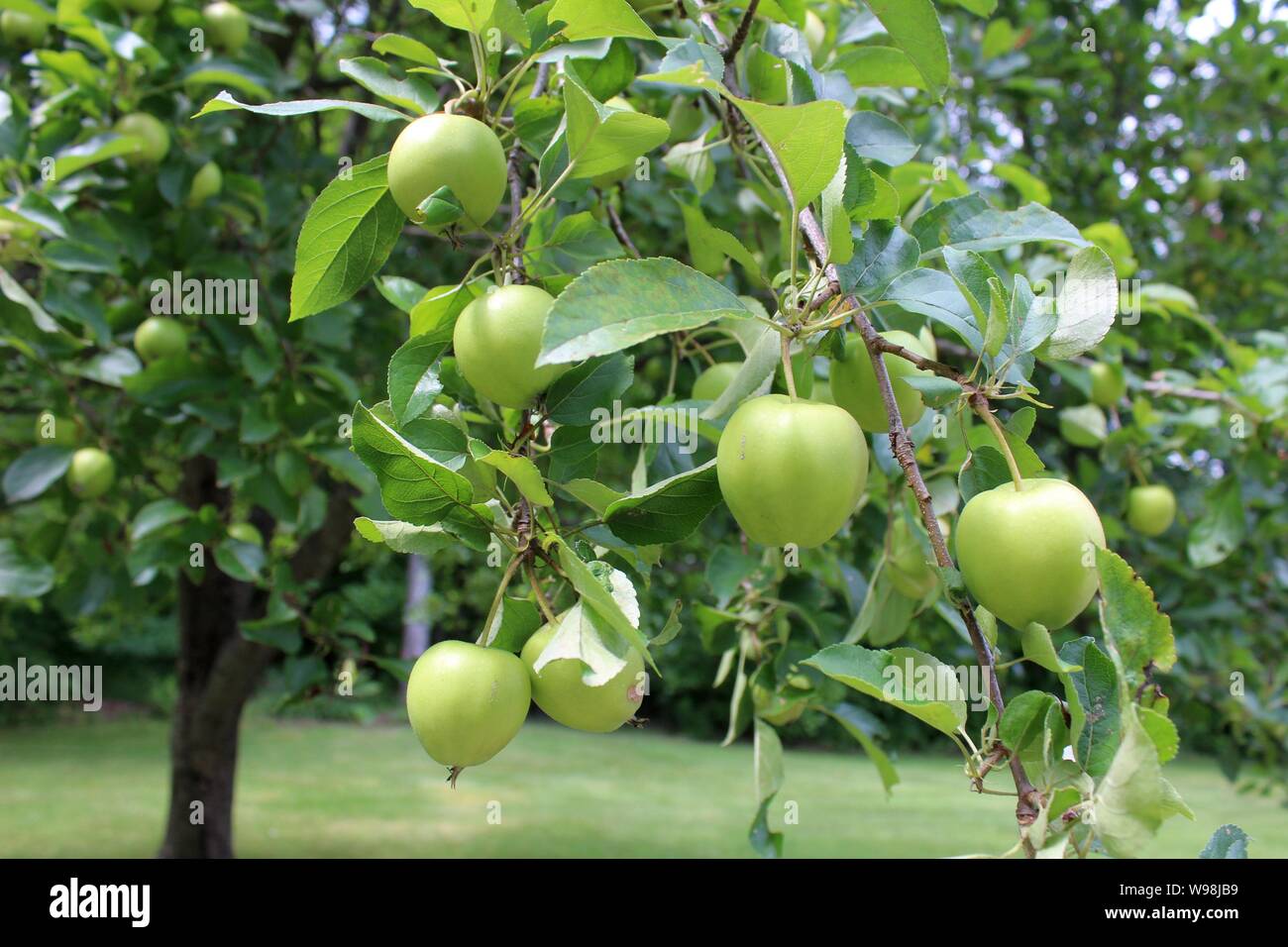 Kleine unreife grüne Äpfel auf einem Baum Stockfoto