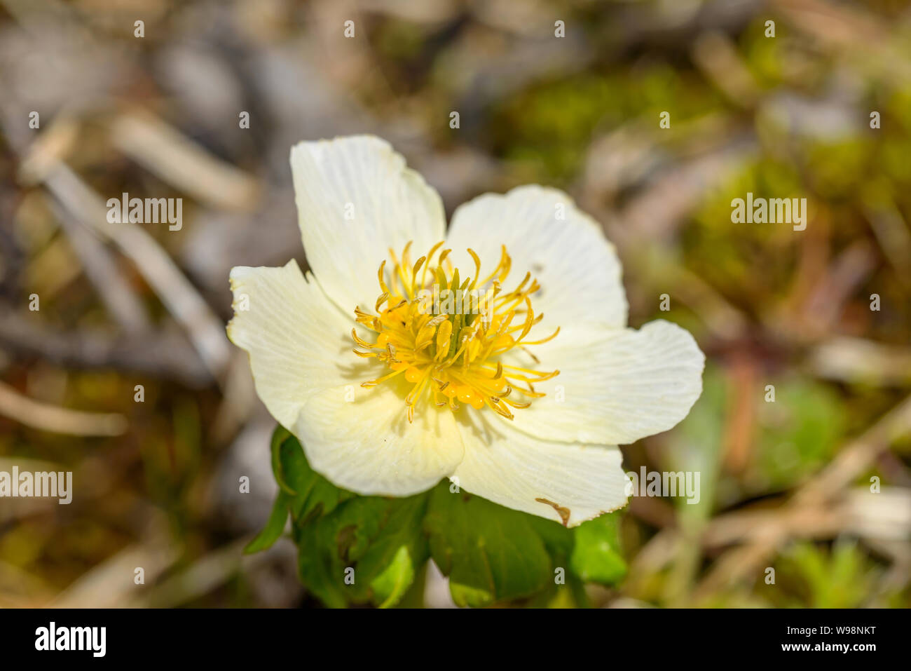 Globus Blume - Nahaufnahme eines kleinen blühenden weiße Blume (Trollius albiflorus), Bow Lake, Banff National Park, Alberta, Kanada. Stockfoto