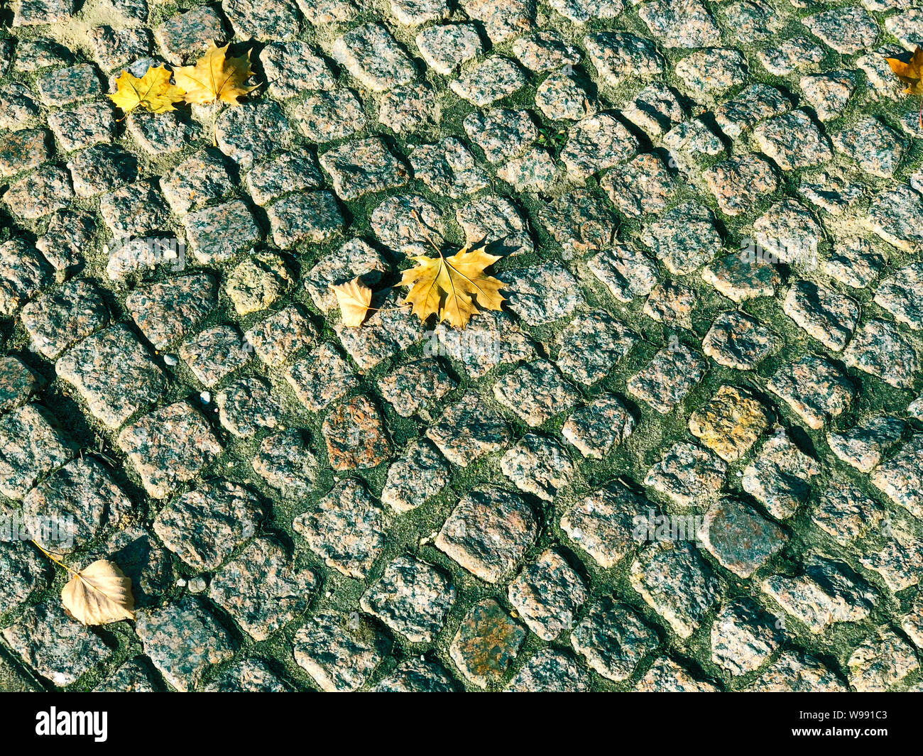 Gelbe ahorn Blätter auf dem Kopfsteinpflaster im herbstlichen sonnigen Tag Stockfoto