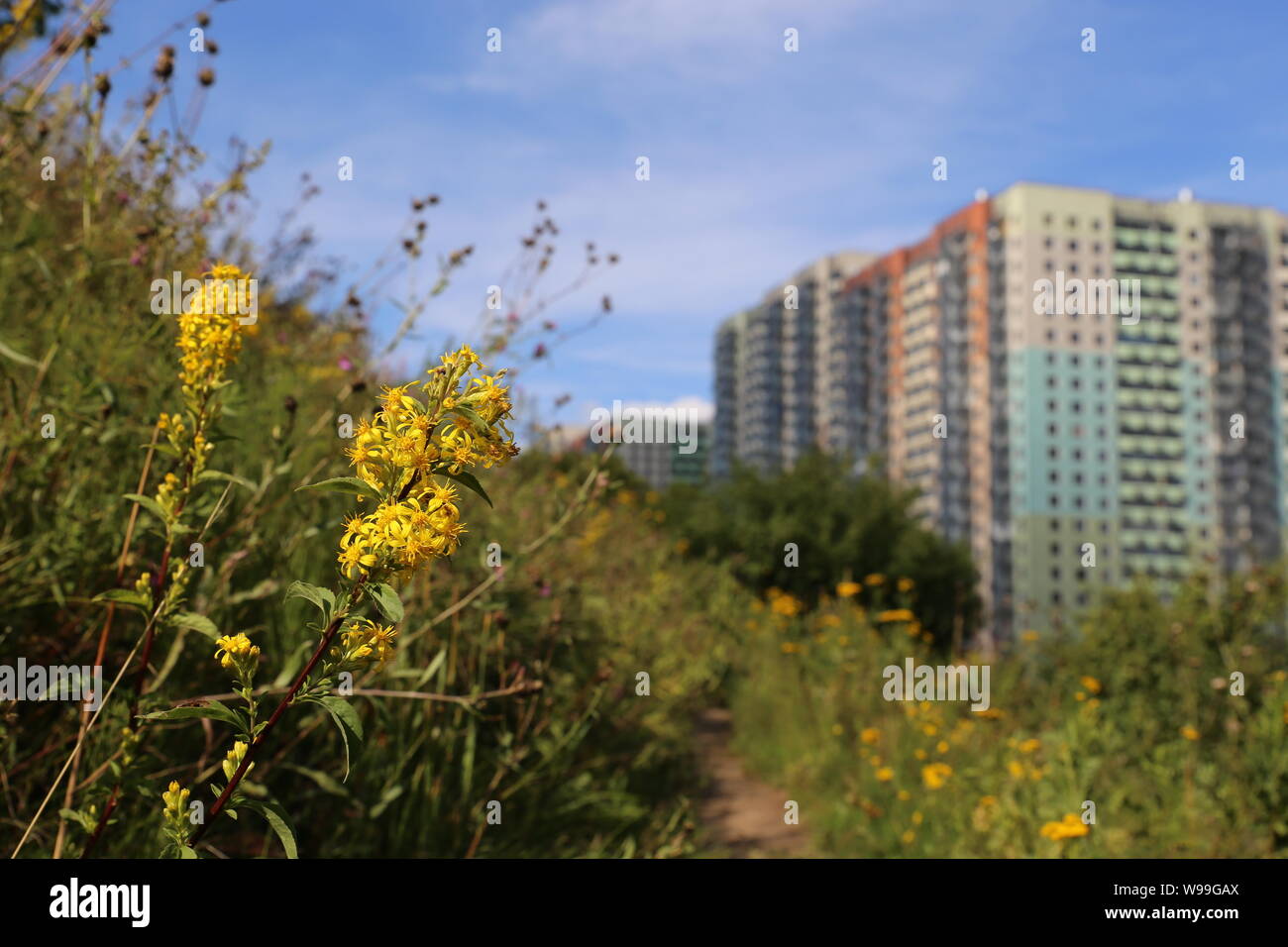 Blick auf die Wohnhäuser von dem Hügel, bewachsen mit Gras und wilden Blumen der Goldrute. Konzept der Ökologie in einer Stadt, umweltfreundliche Bereich Stockfoto