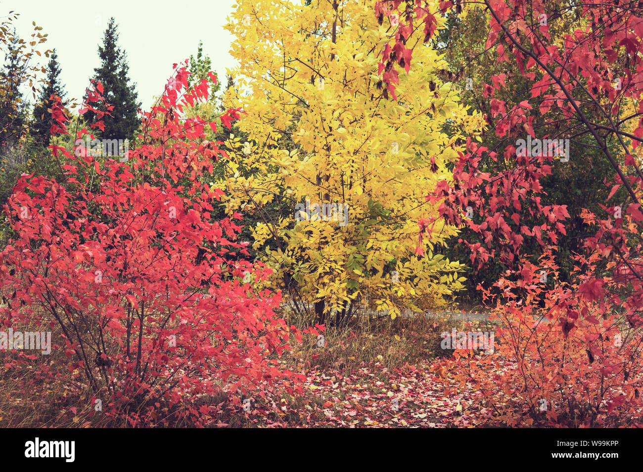 Herbst Palette. National Arboretum im Herbst, bunten Herbst. Indian Summer. mellow Herbst. Goldener Herbst. Stockfoto