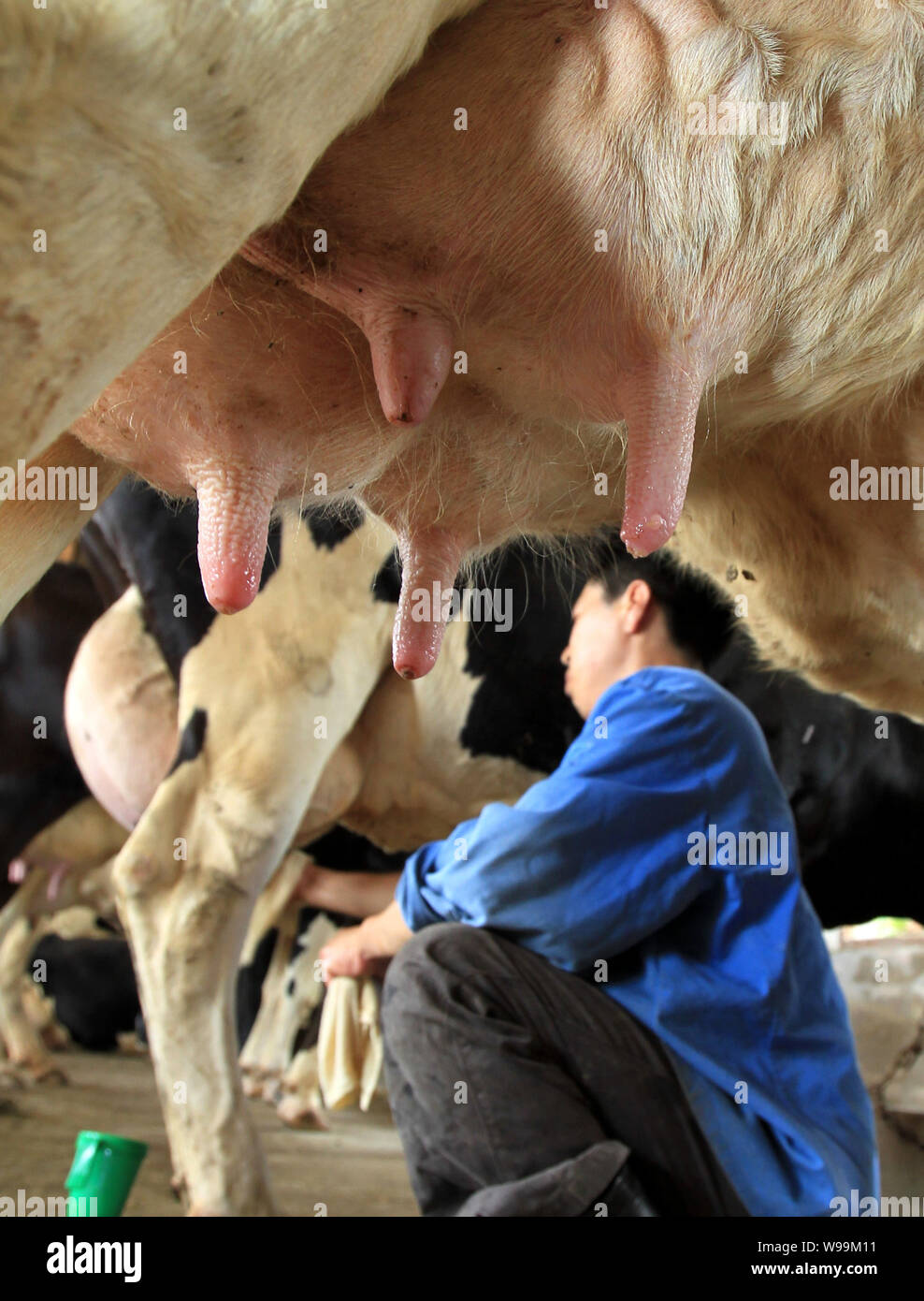 ---- Ein Arbeitnehmer eine Kuh melkt, an einem Bauernhof von Yili Group in Ostchina Provinz Jiangsu, 8. Juli 2010. Wissenschaftler in China haben Modi genetisch angelegt Stockfoto
