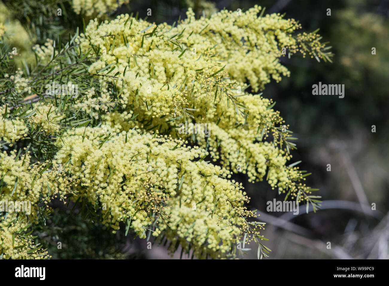 Australische Wattle Tree in Blume Stockfoto