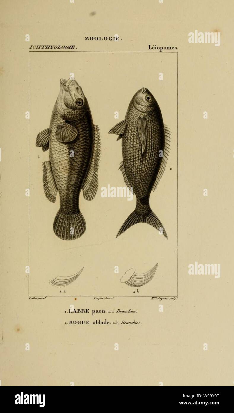 Wörterbuch des sciences naturelles (Ichthyologie, PL. 5) (7970753618). Stockfoto