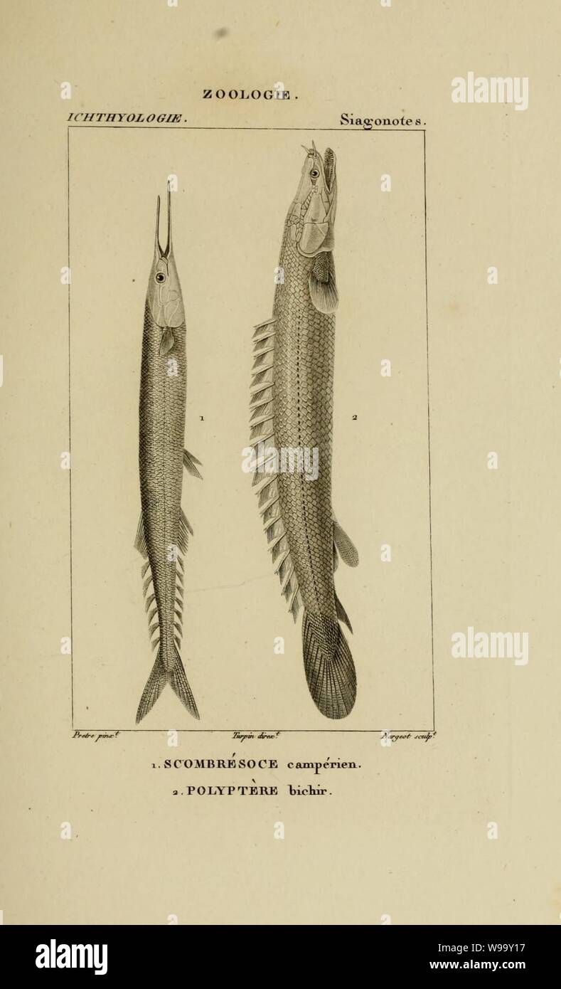 Wörterbuch des sciences naturelles (Ichthyologie, PL. 24) (7970772434). Stockfoto