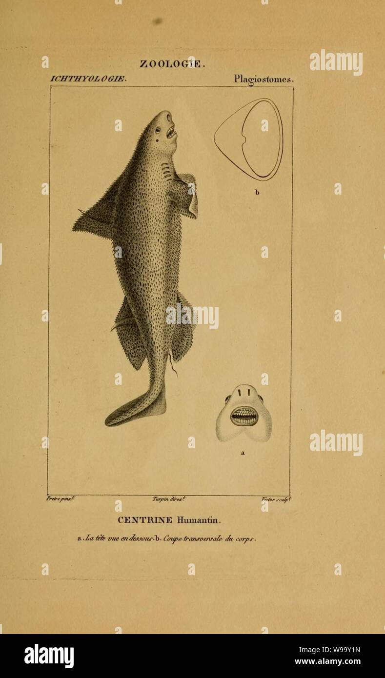 Wörterbuch des sciences naturelles (Ichthyologie, PL. 28) (7970776076). Stockfoto