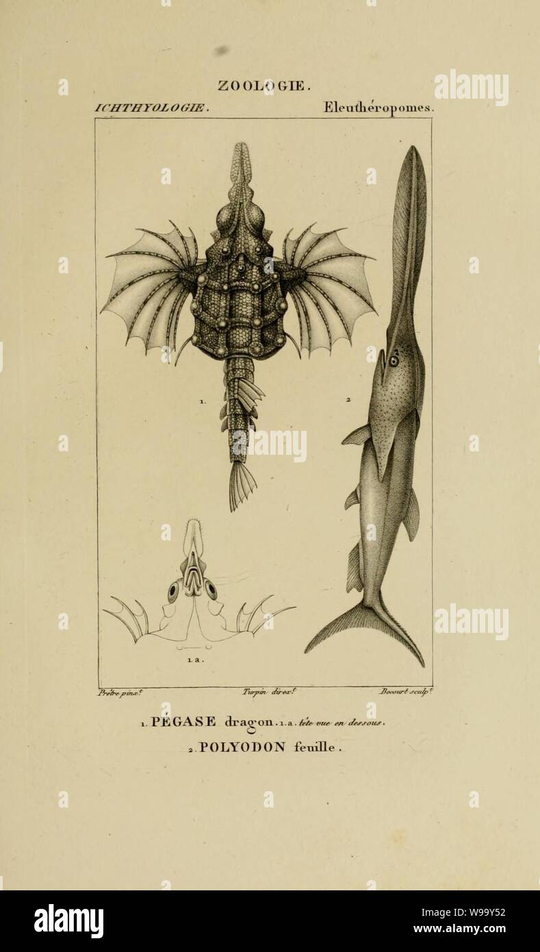 Wörterbuch des sciences naturelles (Ichthyologie, PL. 58) (7970805870). Stockfoto