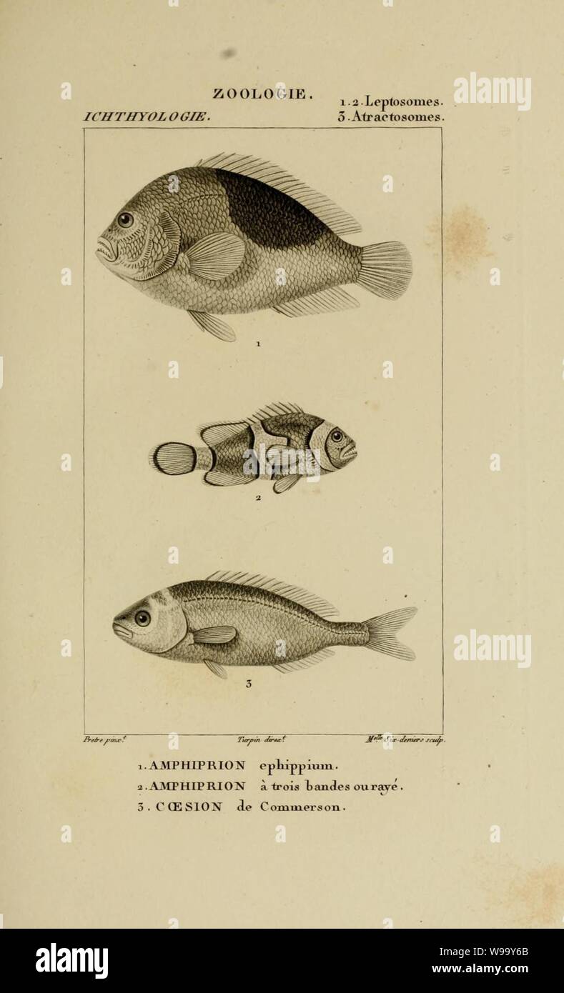 Wörterbuch des sciences naturelles (Ichthyologie, PL. 42) (7970789964). Stockfoto