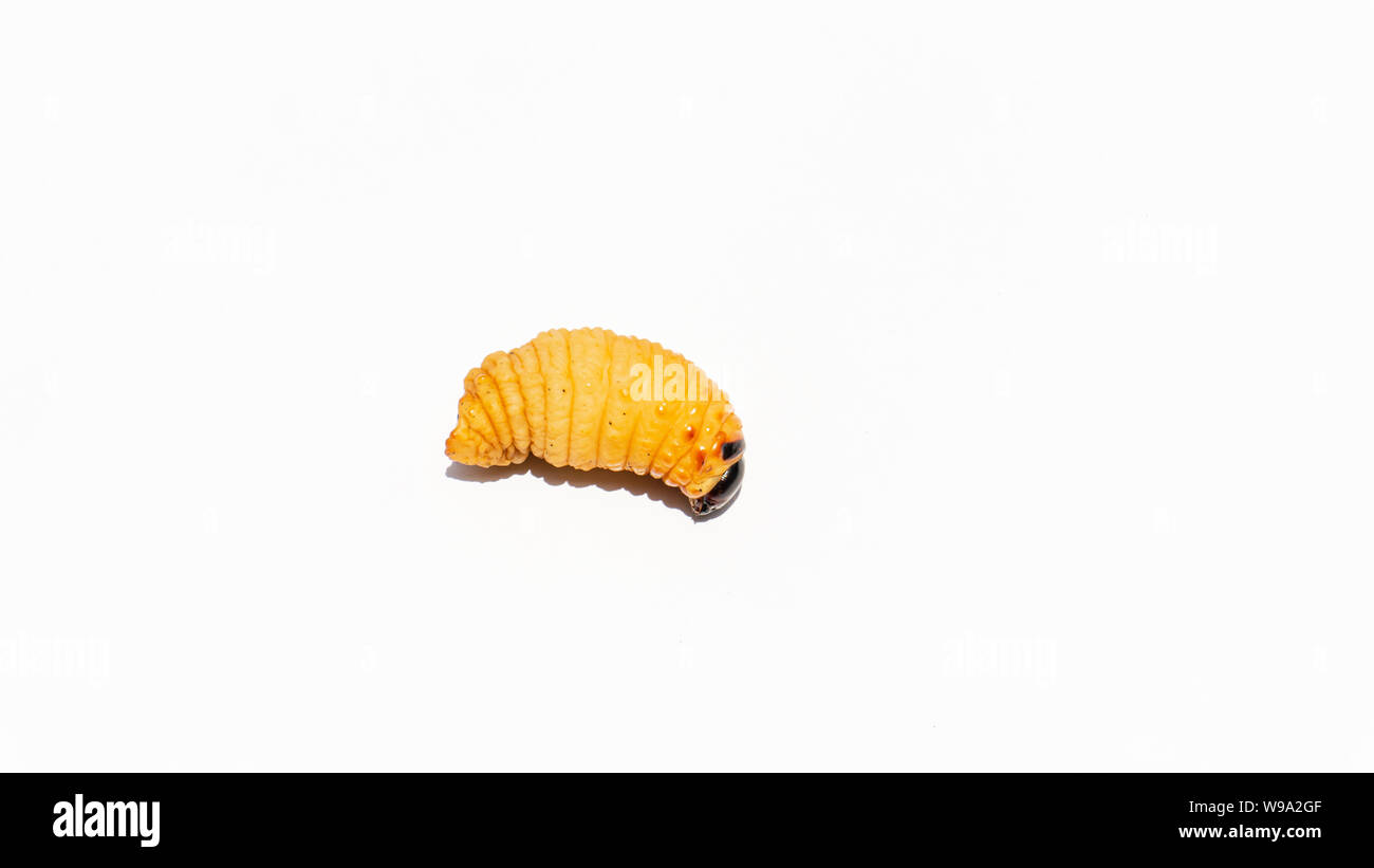 Rhynchophorus Art auf weißem bavkground. Stockfoto