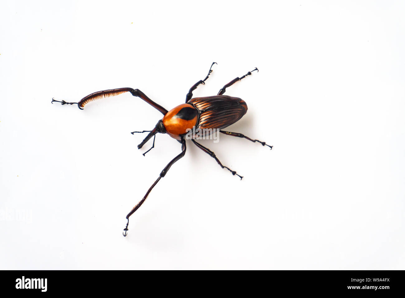 Rhynchophorus Art auf weißem bakground. Stockfoto