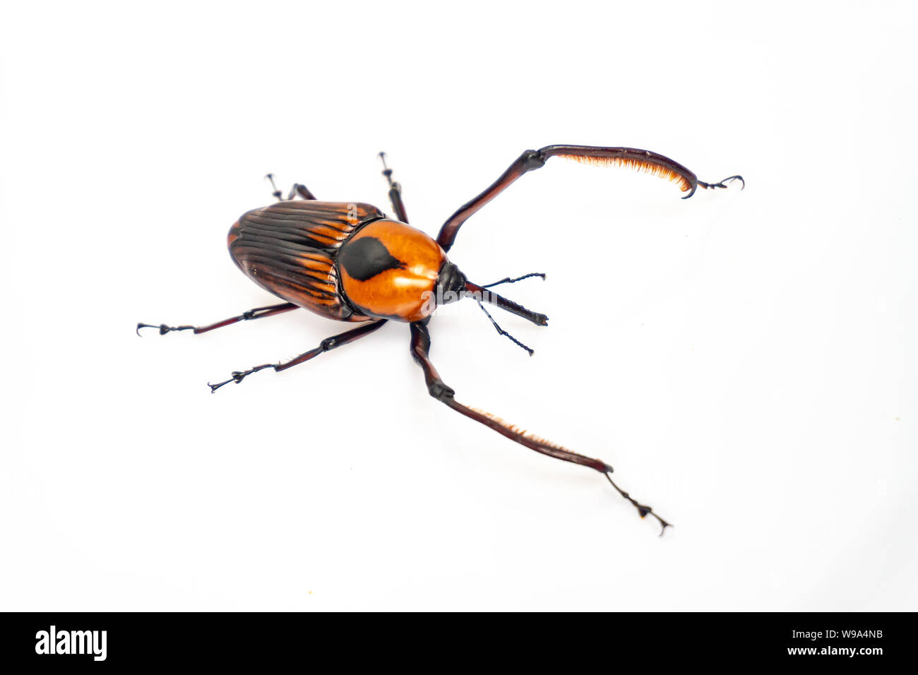 Rhynchophorus Art auf weißem bakground. Stockfoto