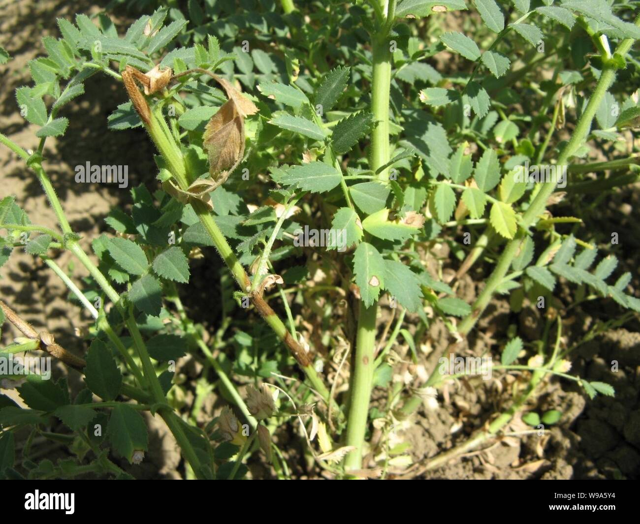 Didymella rabiei (Kichererbse ascochyta blight Pilz). Stockfoto