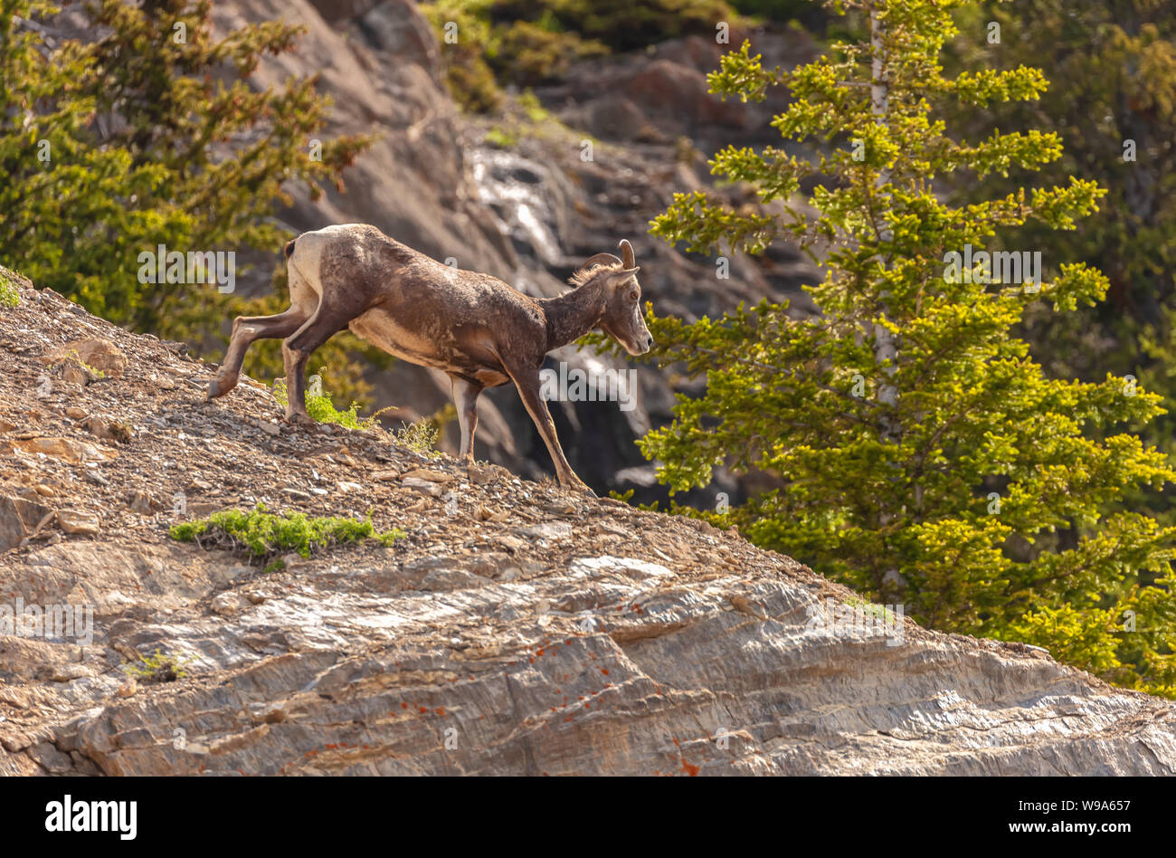 Weibliche Bighorn Schafe (O.C. canadensis) auf dem Berghang, Banff National Park, Alberta, Kanada. Stockfoto