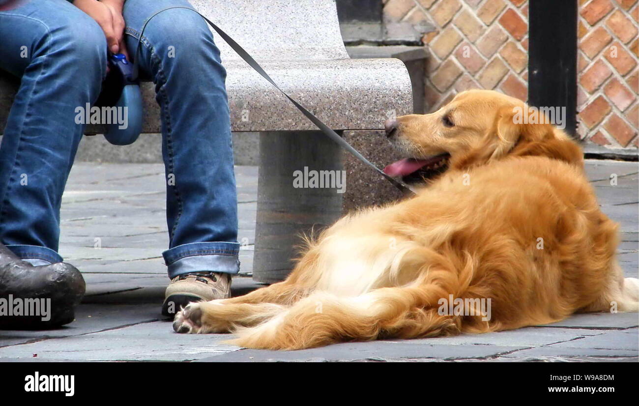 ---- Ein Hund ist ein Rest neben seinem Besitzer in Shanghai, China, 29. September 2009. Shanghai Polizei hat kürzlich bekannt gegeben, dass alle Hunde müssen b Stockfoto