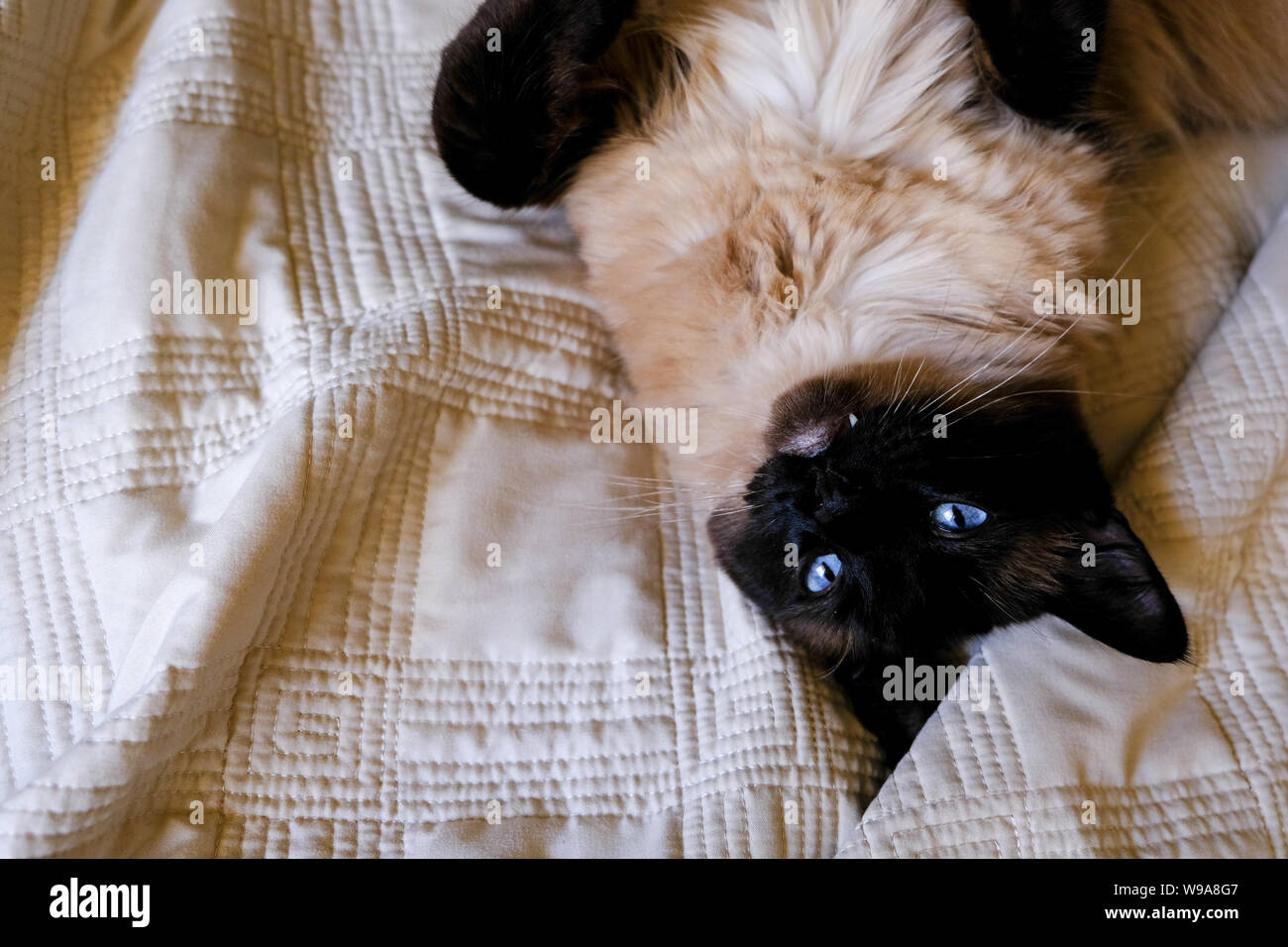 Eine Siam und Ragdoll Katze ist die Festlegung auf eine Decke. Stockfoto