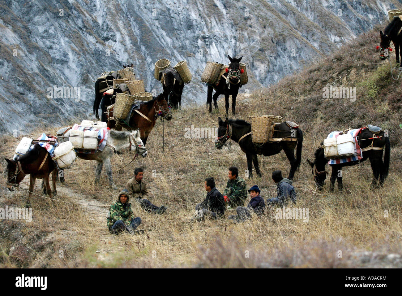 Chinesische Arbeiter Rest unter Maultiere die Körbe von Kies, Sand, Zement und Wasser zu einer Baustelle von Masten auf einem Berg neben Jiaogong Stadt Stockfoto