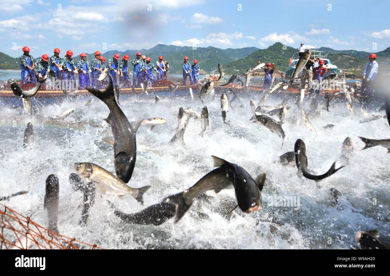 Chinesische Arbeiter lenken eine große Fischernetz mit Fisch springen in der Seite auf der Qiandao Lake (auch als tausend Island Lake bekannt) in Chunan County, Hangz Stockfoto