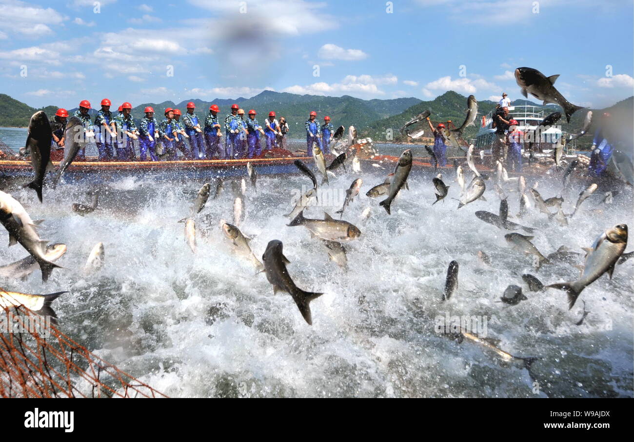 Chinesische Arbeiter lenken eine große Fischernetz mit Fisch springen in der Seite auf der Qiandao Lake (auch als tausend Island Lake bekannt) in Chunan County, Hangz Stockfoto