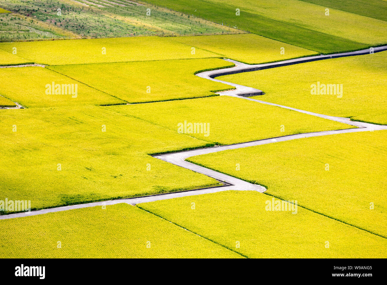 Reisfeld von Lotus Tal in Waipu, Taichung, Taiwan Stockfoto