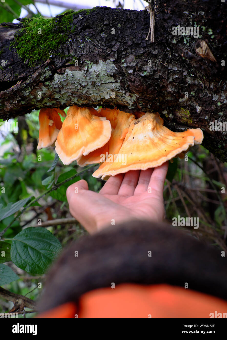 Frau hand Pick gelb Pilz auf Phloem der Baumstamm, Pilze Gefahr durch Gift und schwer zu wissen, und es erscheinen in der Regenzeit, Da Lat, Vietnam Stockfoto