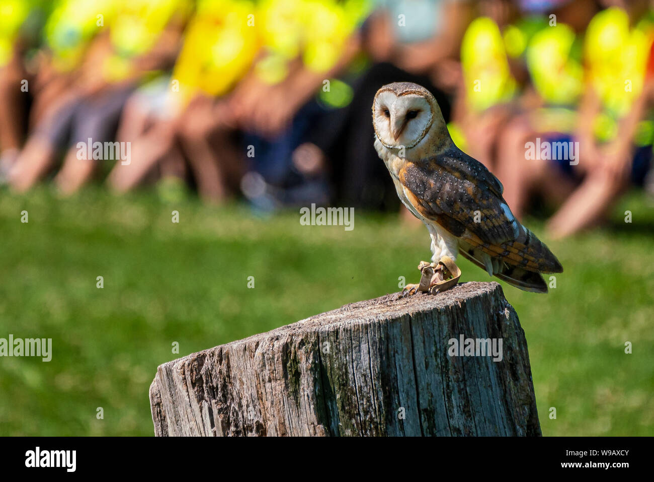 Die westlichen Schleiereule, tyto Alba in einem Naturpark Stockfoto