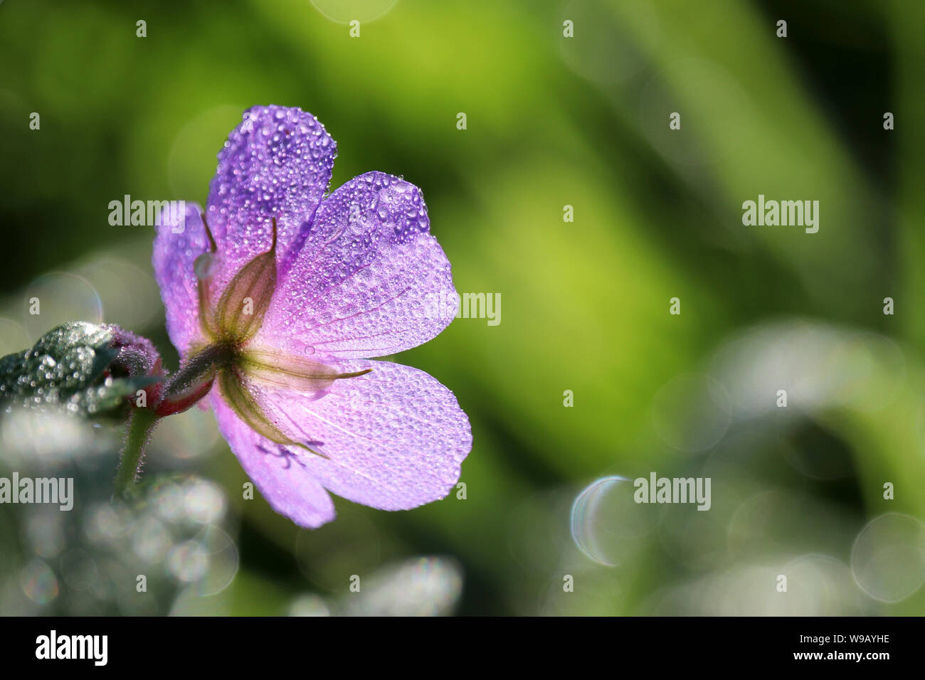 Tau auf eine Blume, Geranium pratense Blüten auf einer Sommerwiese, makroaufnahme im Sonnenlicht. Heilpflanze auf grünem Hintergrund, Wassertropfen auf den blauen Blütenblätter Stockfoto