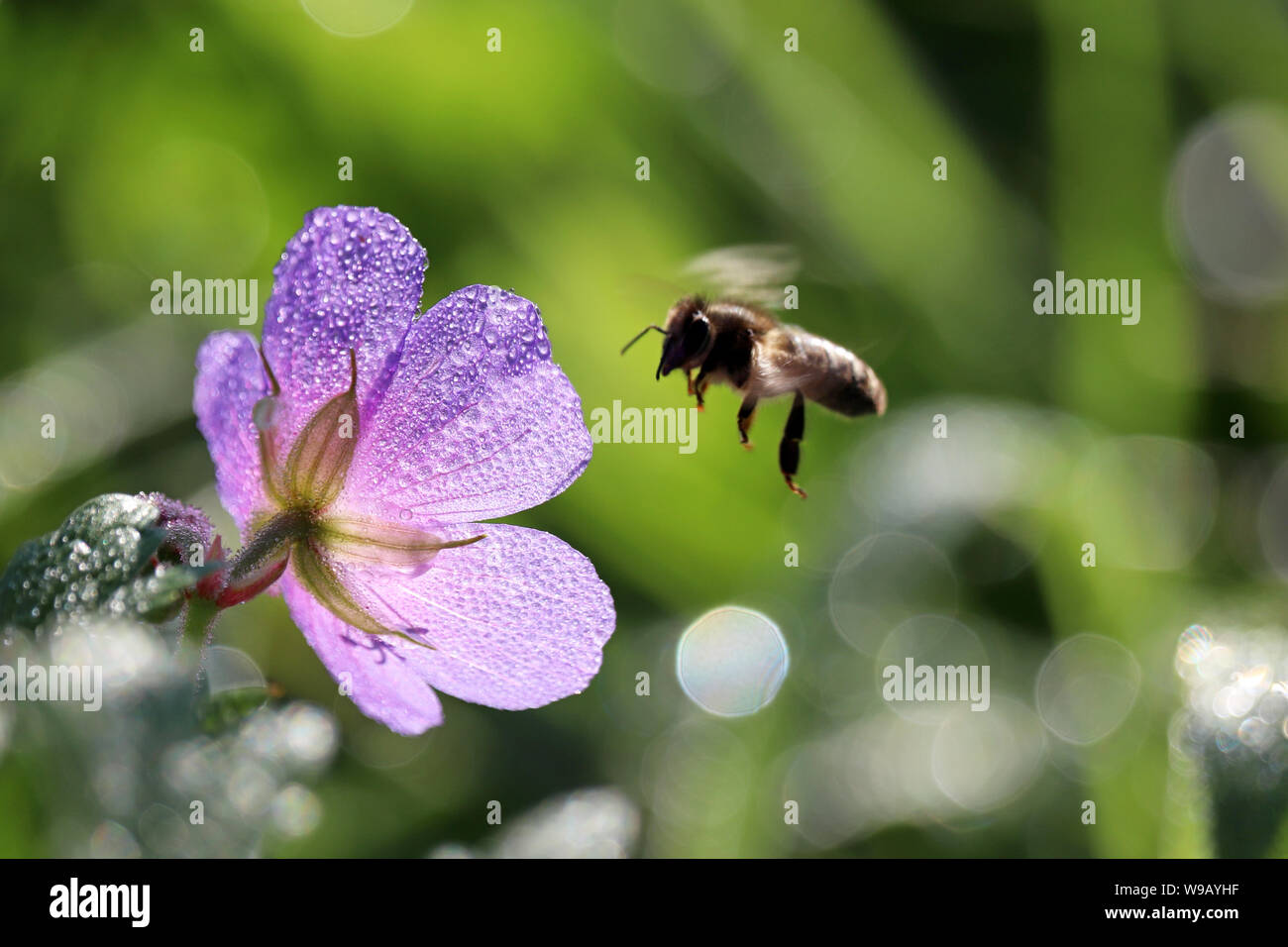 Honey Bee, die blaue Blume der Wiese Geranium, Bestäubung in der Sommersaison. Wassertropfen auf schöne Blütenblätter im Sonnenlicht Stockfoto