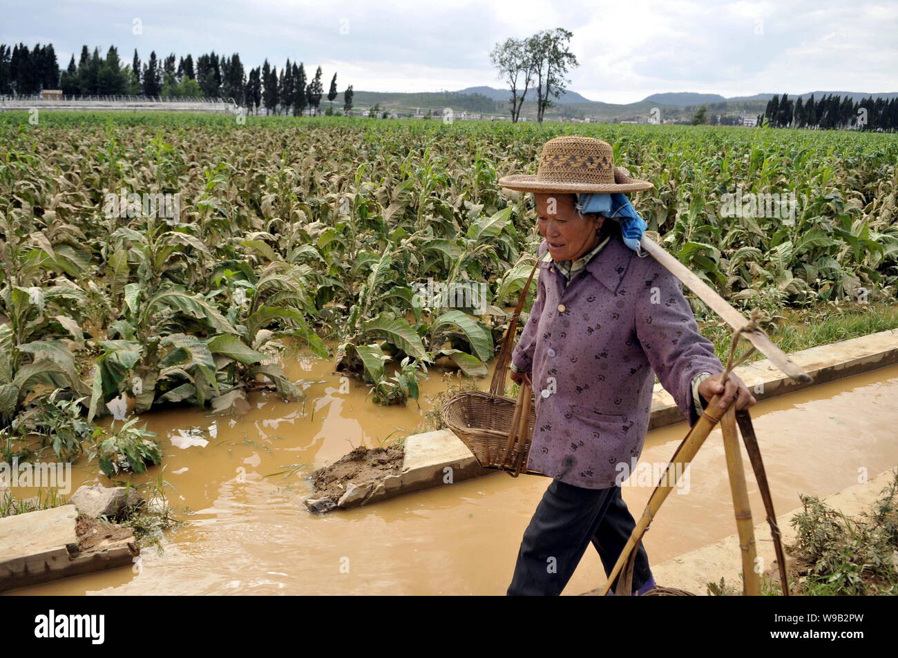 Ein chinesischer Bauer geht an ihr vorbei überschwemmten Feld in Malong County, qujing City, im Südwesten von China Yunnan Provinz, 27. Juni 2010. Überschwemmungen in China haben die Ki Stockfoto