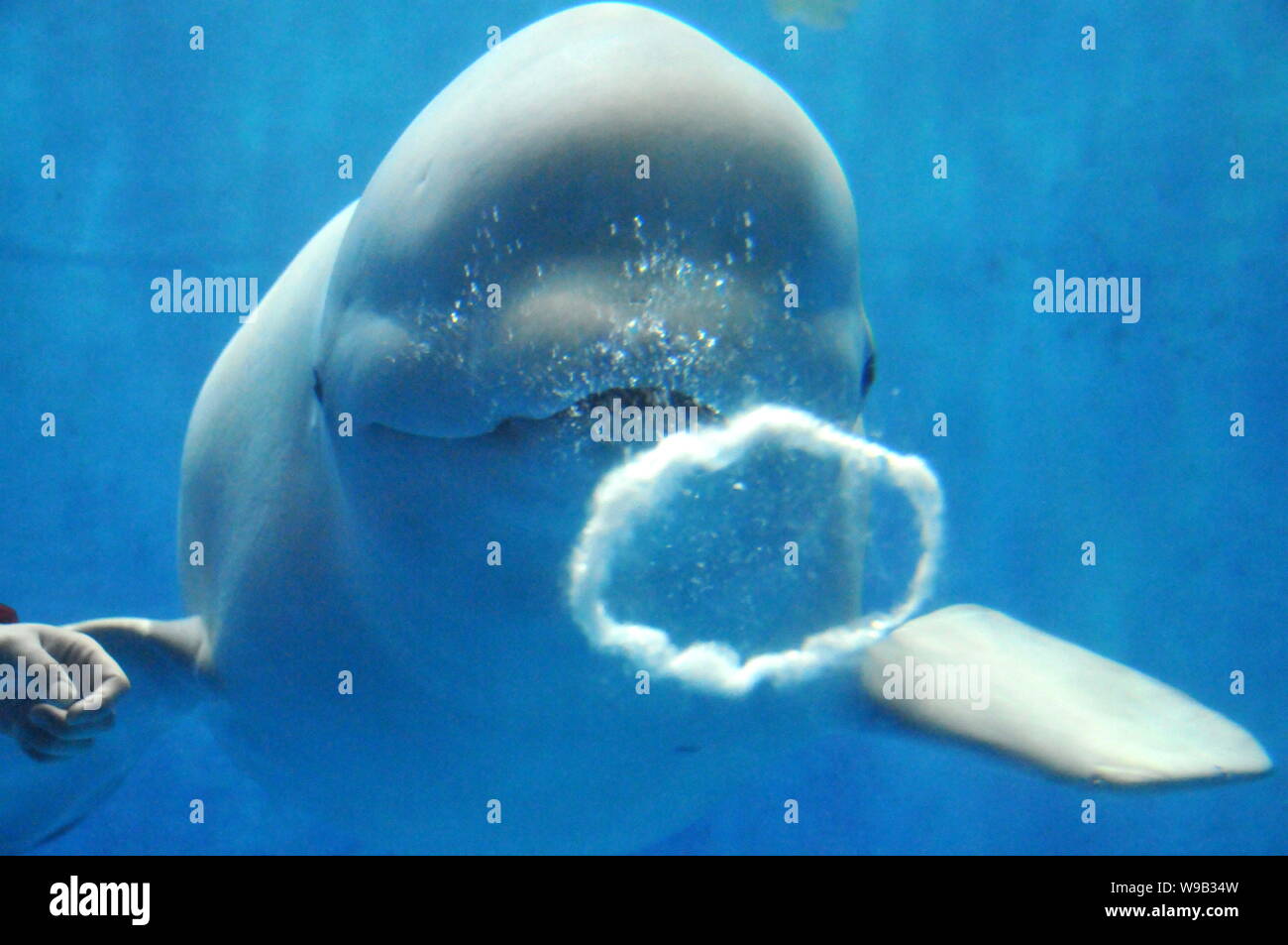 Ein weißer Wal bläst eine Blase Ring während ein Unterwasser-Leistung an der Harbin Polarland in der Stadt Harbin, Provinz Heilongjiang im Nordosten Chinas, 2 F Stockfoto